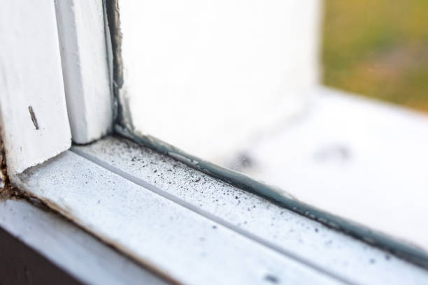 Best Mold Prevention Services  in Cuba, MO